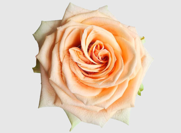 Profresh Desert Rose | Profresh