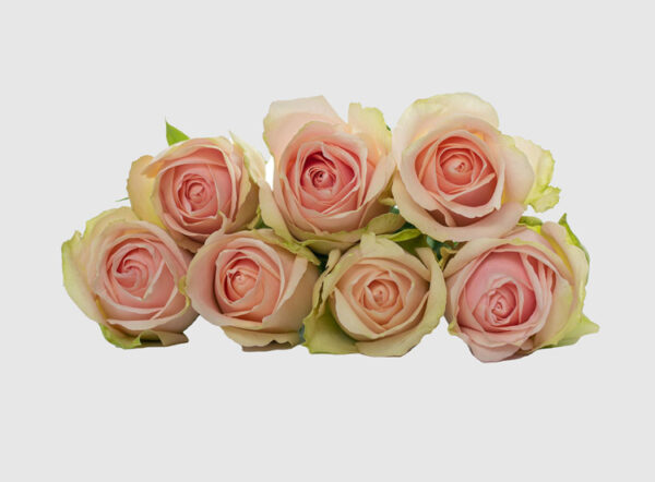 Profresh Royal Pink | Profresh