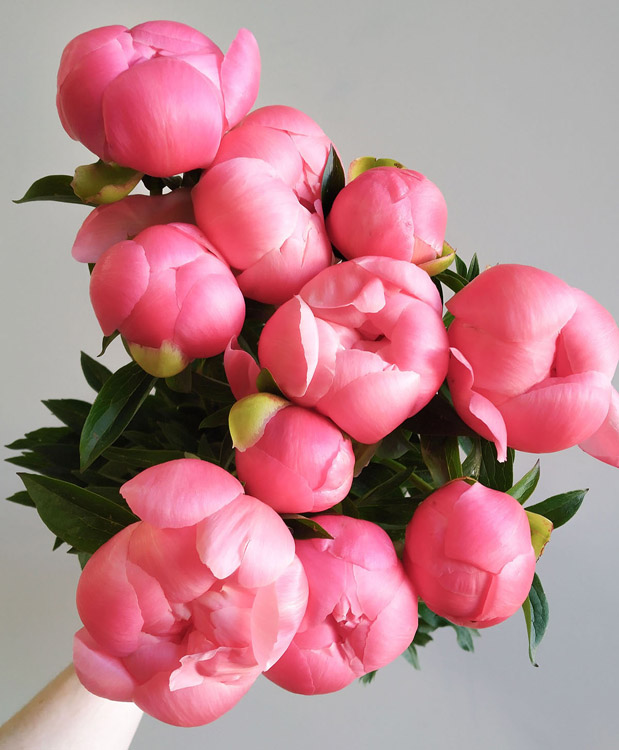 Flower Dealls: Peonies bulk buy