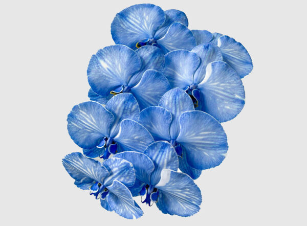 Dyed Royal Blue | Profresh
