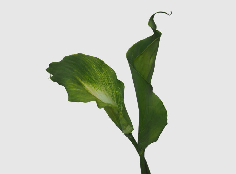 Calla Lily green - Verde
